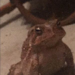 Meet your Posher, Joe